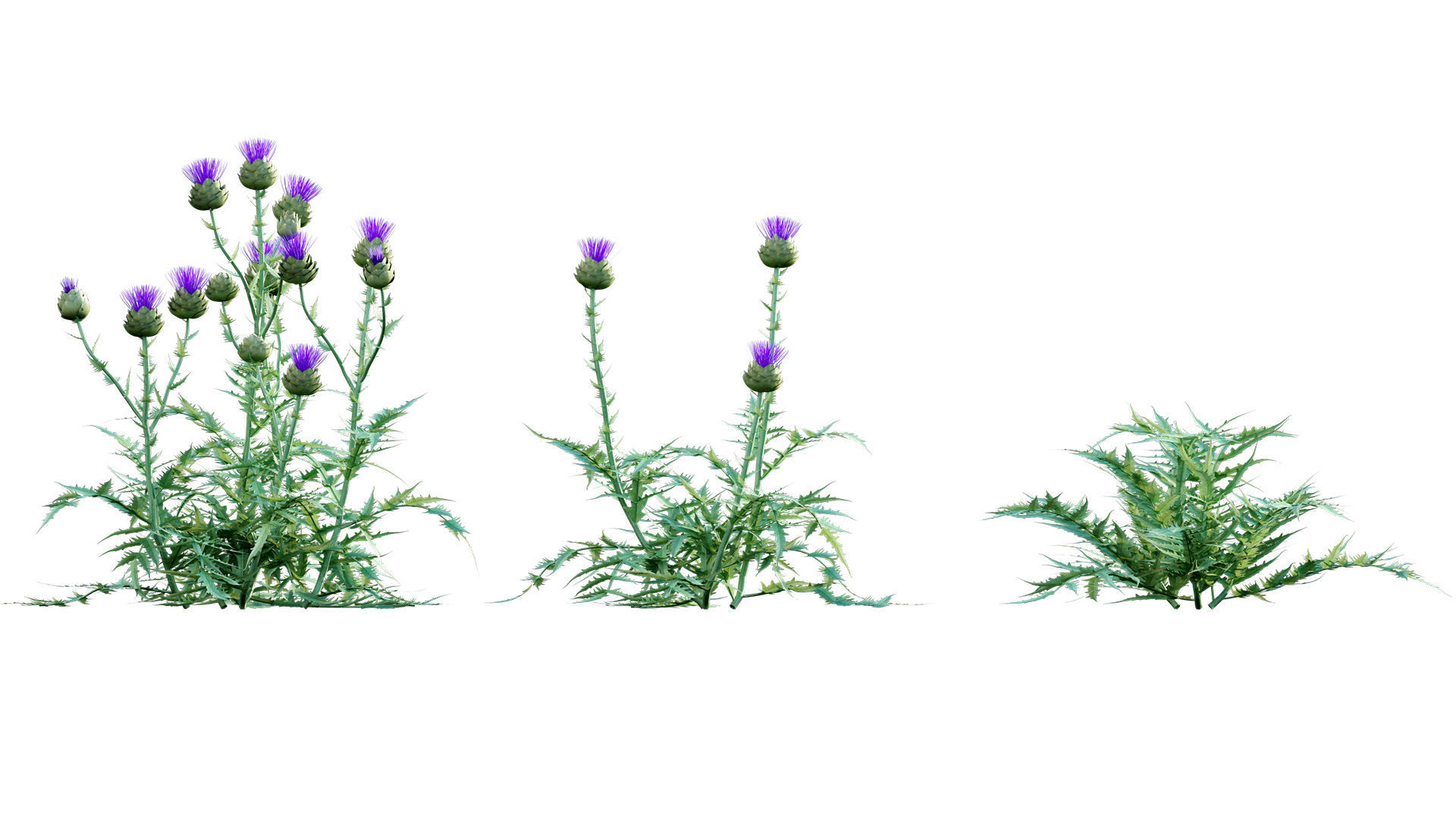 Cynara cardunculus - Artichoke - Cardoon 3D model_5