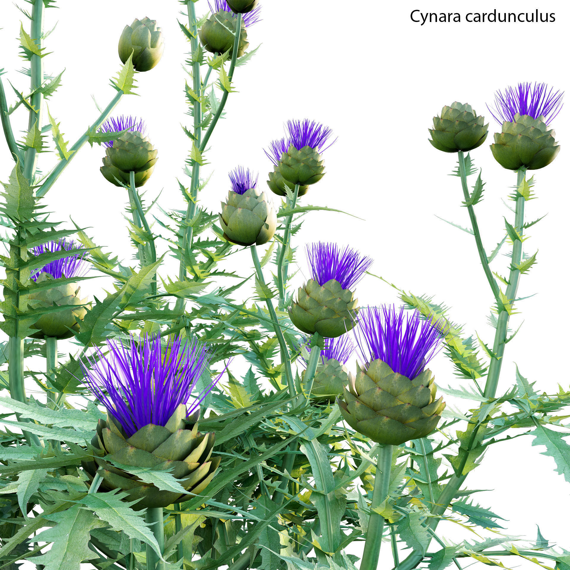 Cynara cardunculus - Artichoke - Cardoon 3D model_1