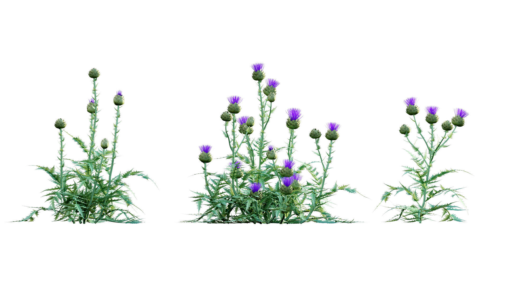 Cynara cardunculus - Artichoke - Cardoon 3D model_6