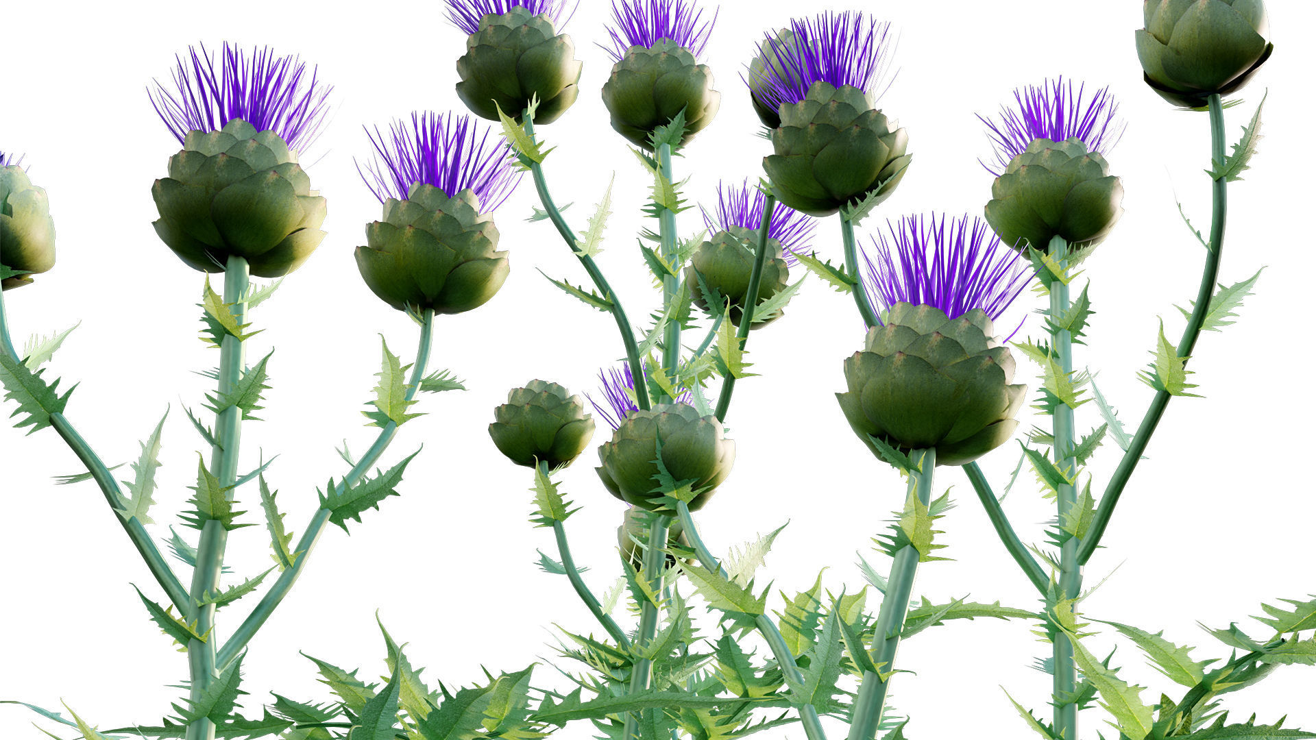 Cynara cardunculus - Artichoke - Cardoon 3D model_8