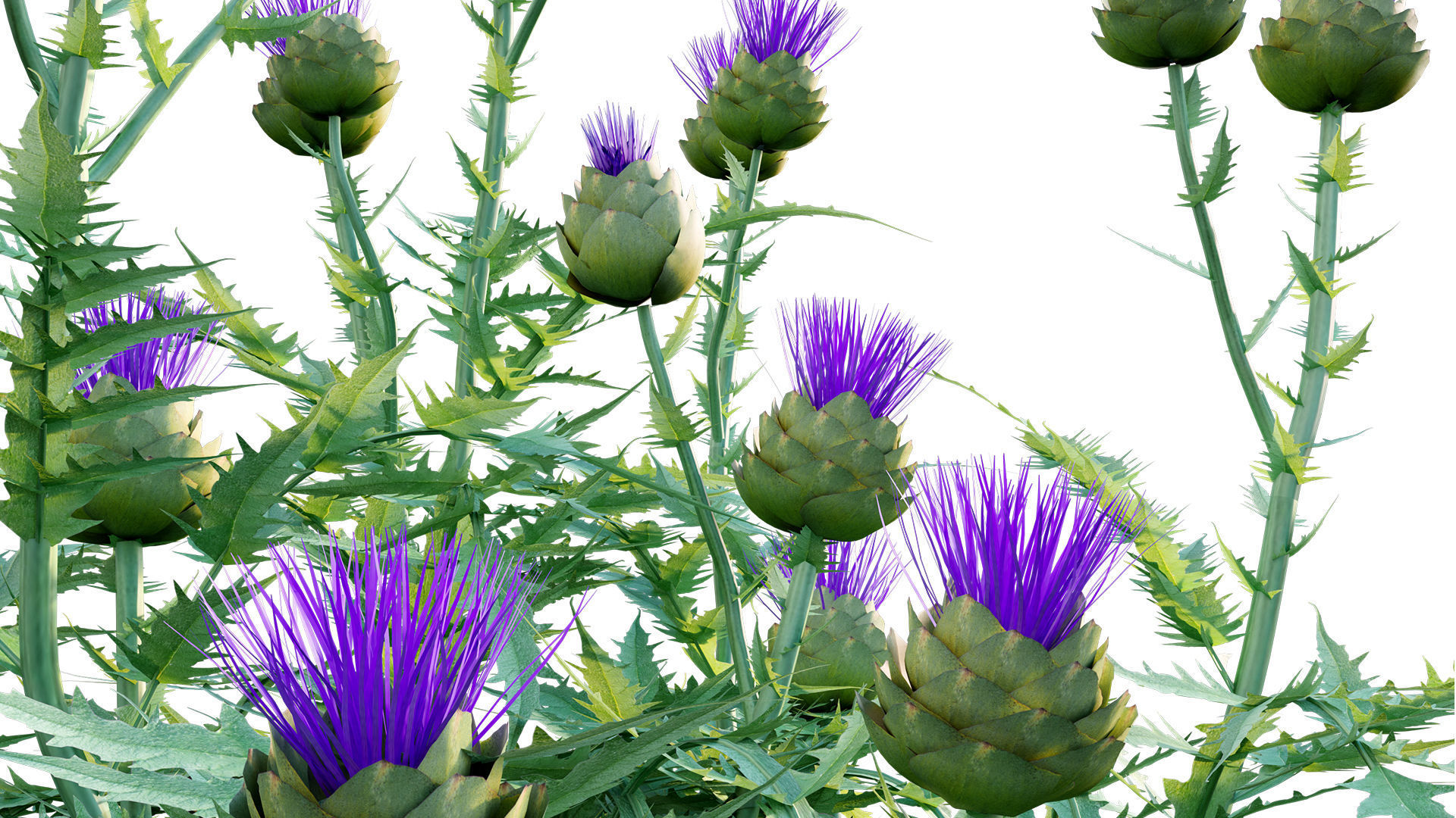 Cynara cardunculus - Artichoke - Cardoon 3D model_7