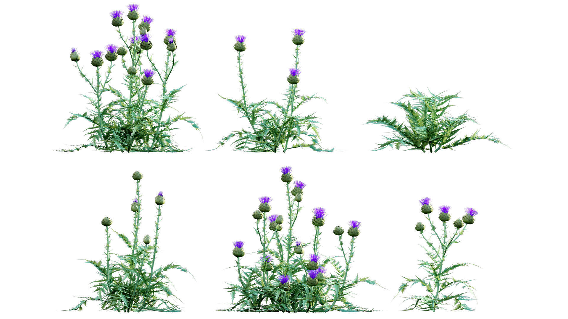 Cynara cardunculus - Artichoke - Cardoon 3D model_4