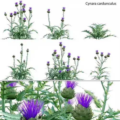 Cynara cardunculus - Artichoke - Cardoon 3D model