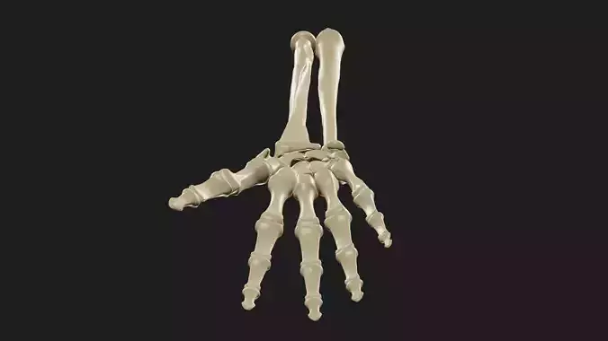 right hand and forearm bones  3D model