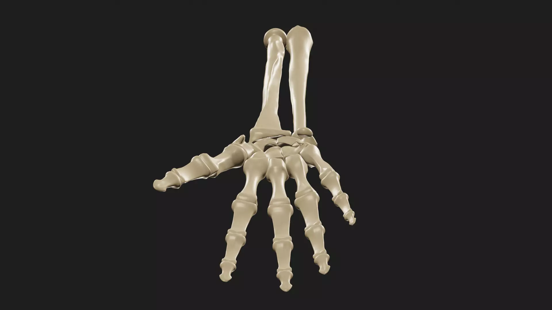 right hand and forearm bones 3D model