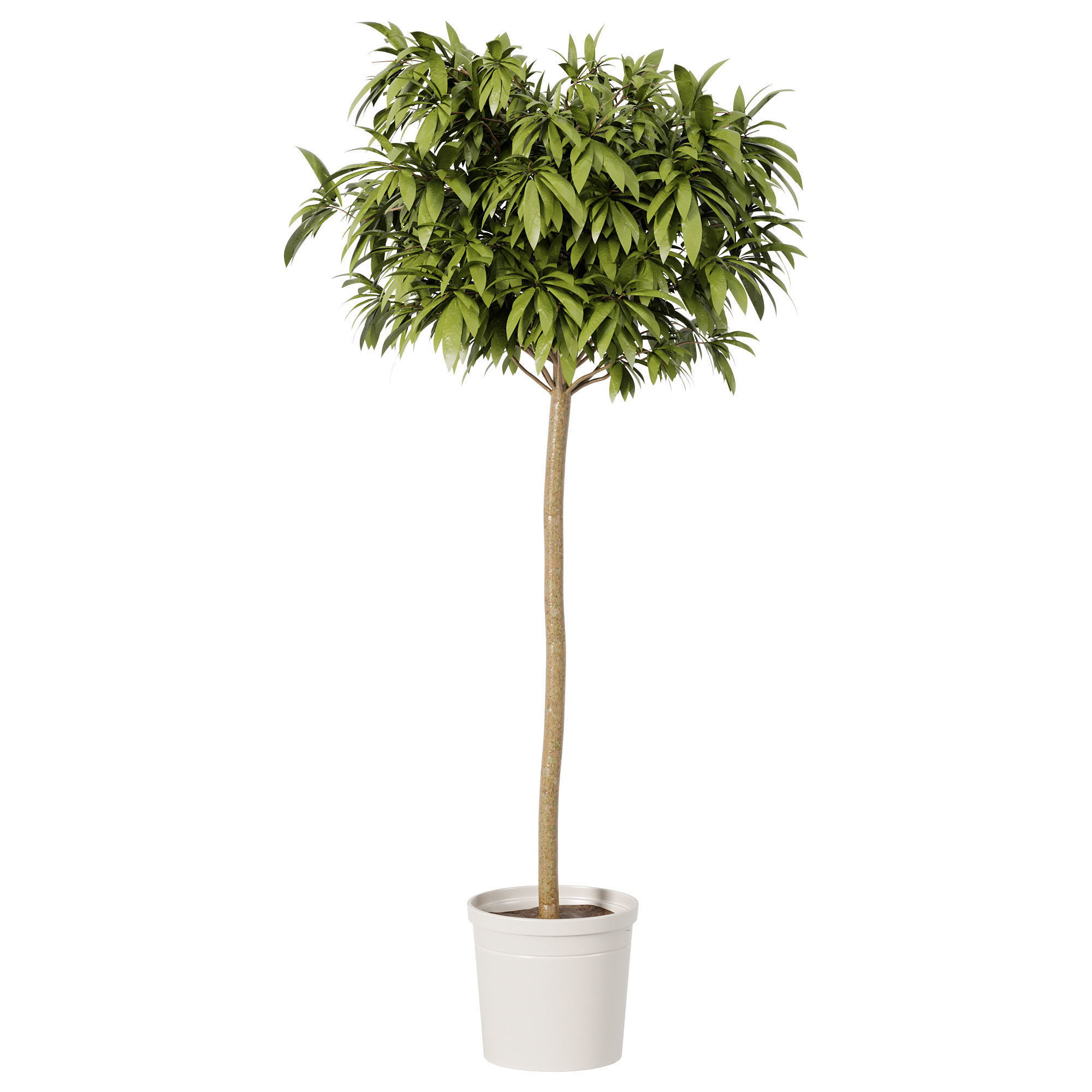 Indoor plant 001 3D model_1