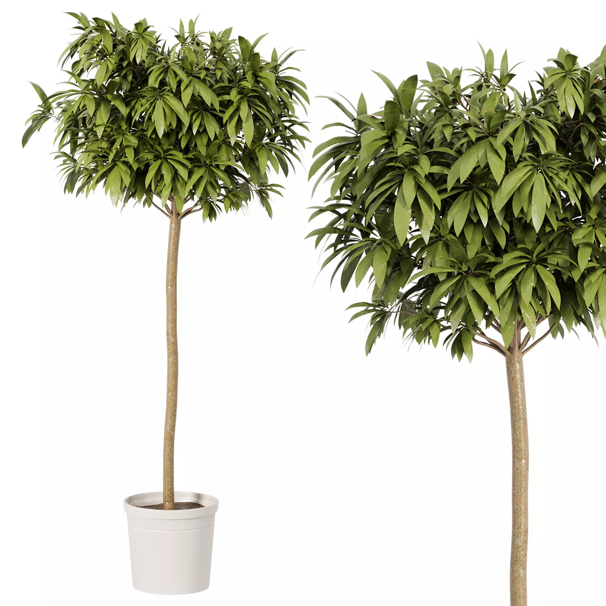 Indoor plant 001 3D model_0