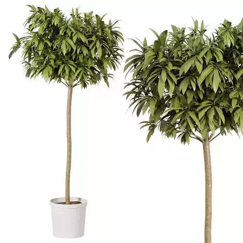 Indoor plant 001 3D model