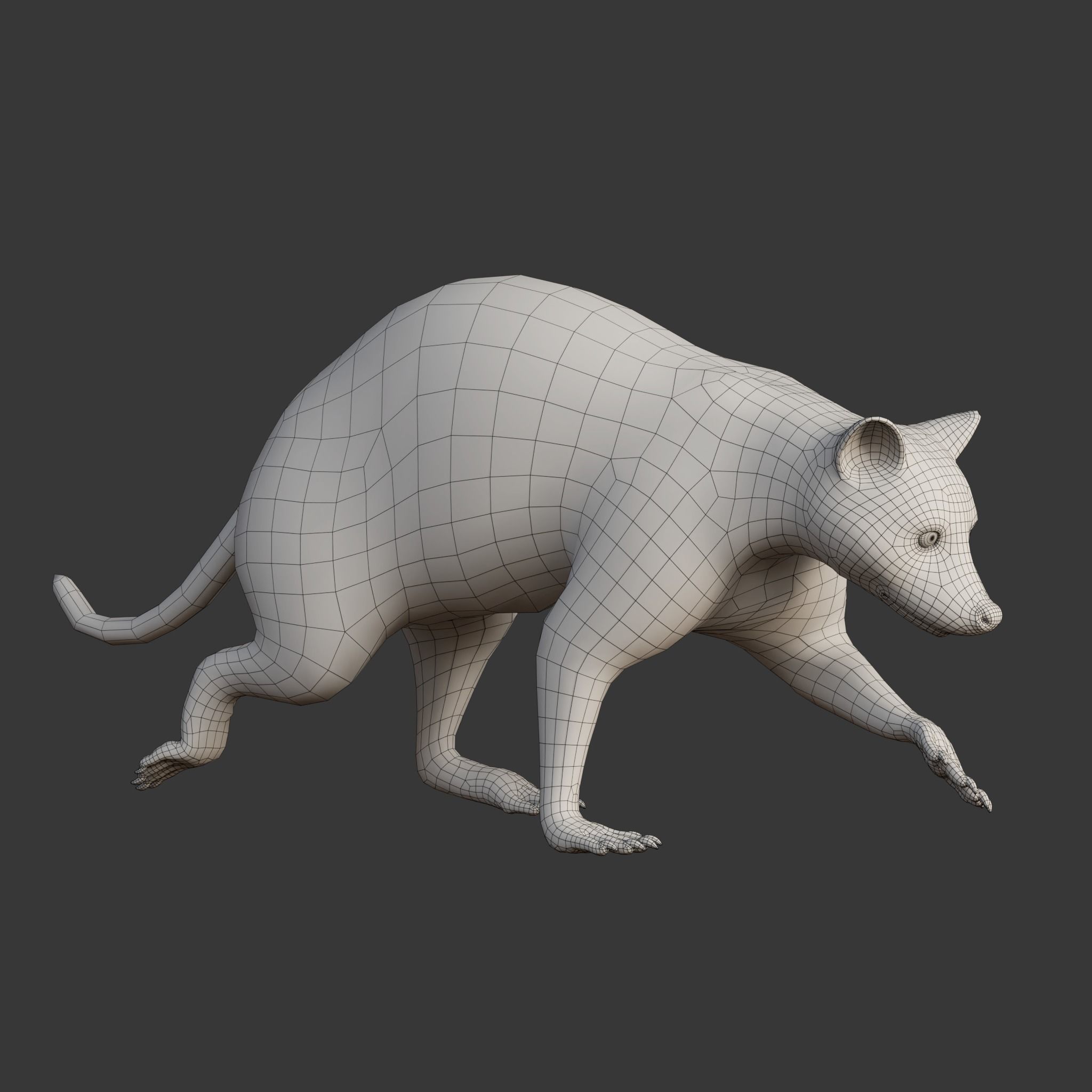 Raccoon Rigged Animated 3D model_20