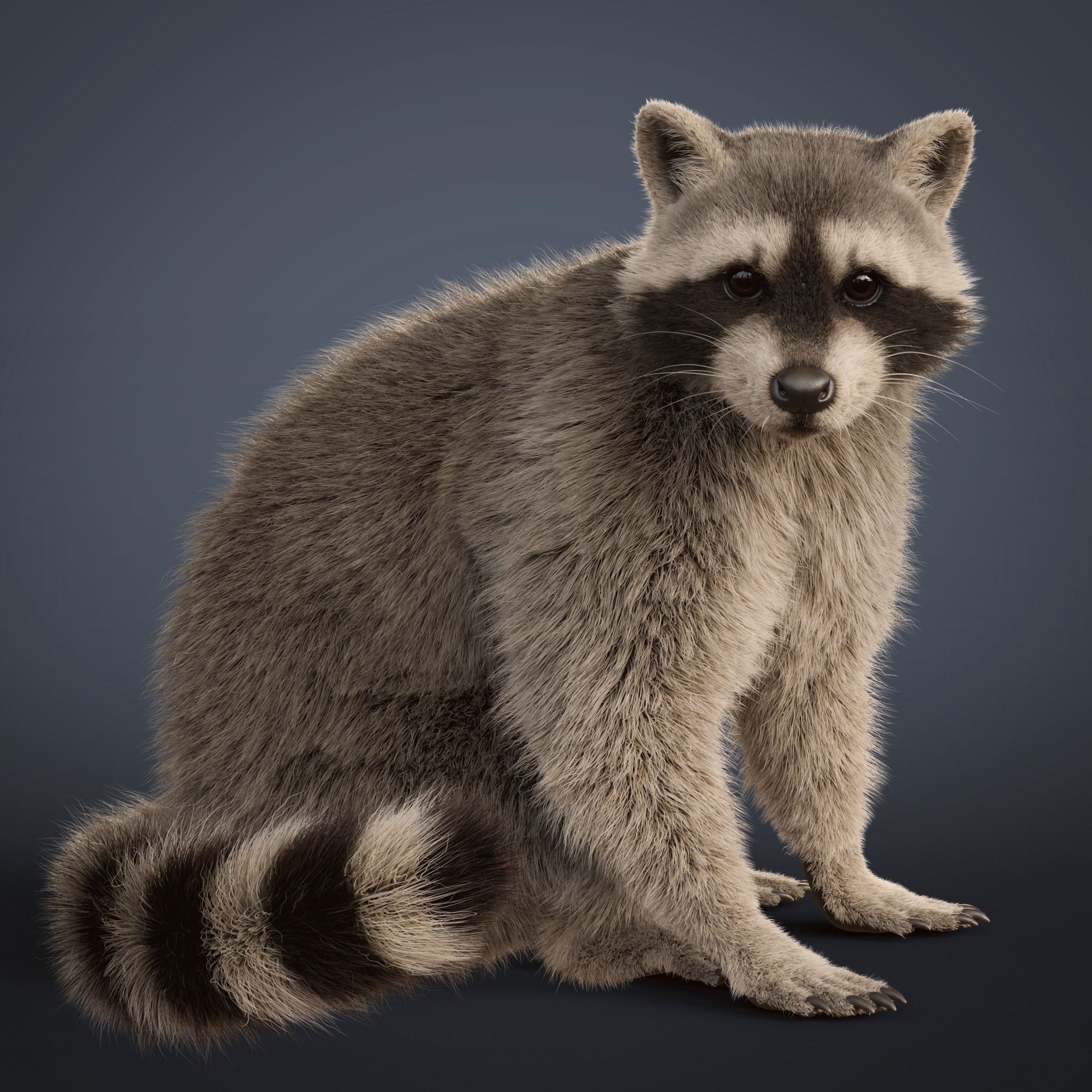 Raccoon Rigged Animated 3D model_11