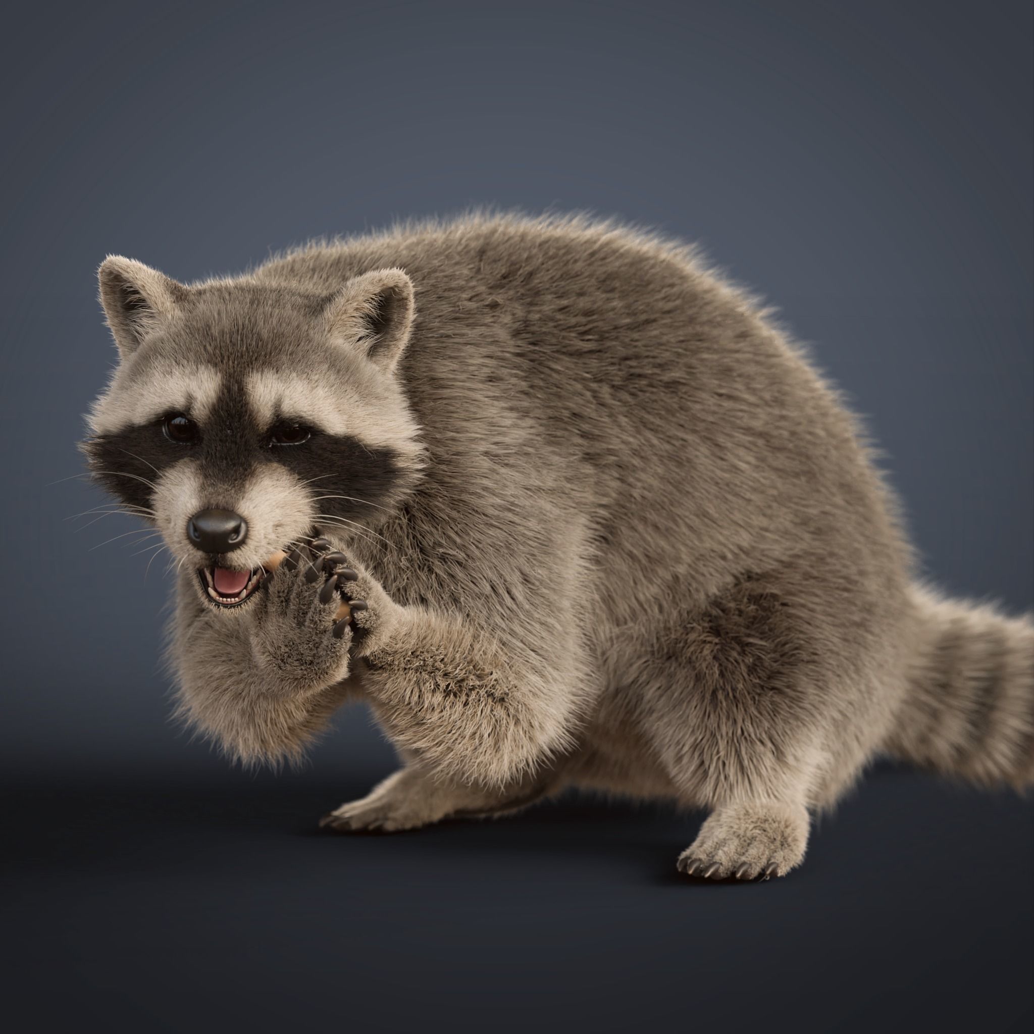 Raccoon Rigged Animated 3D model_13