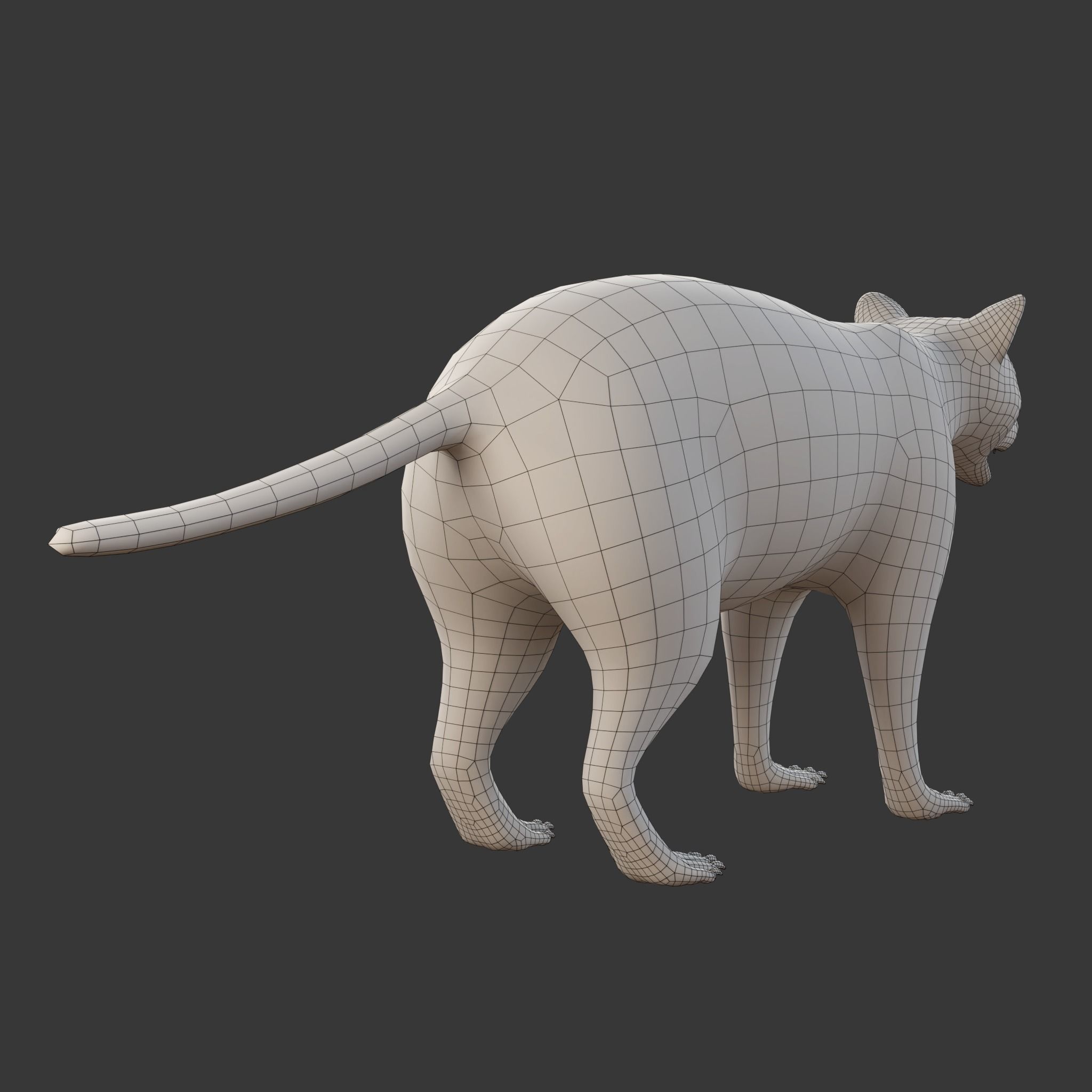 Raccoon Rigged Animated 3D model_19