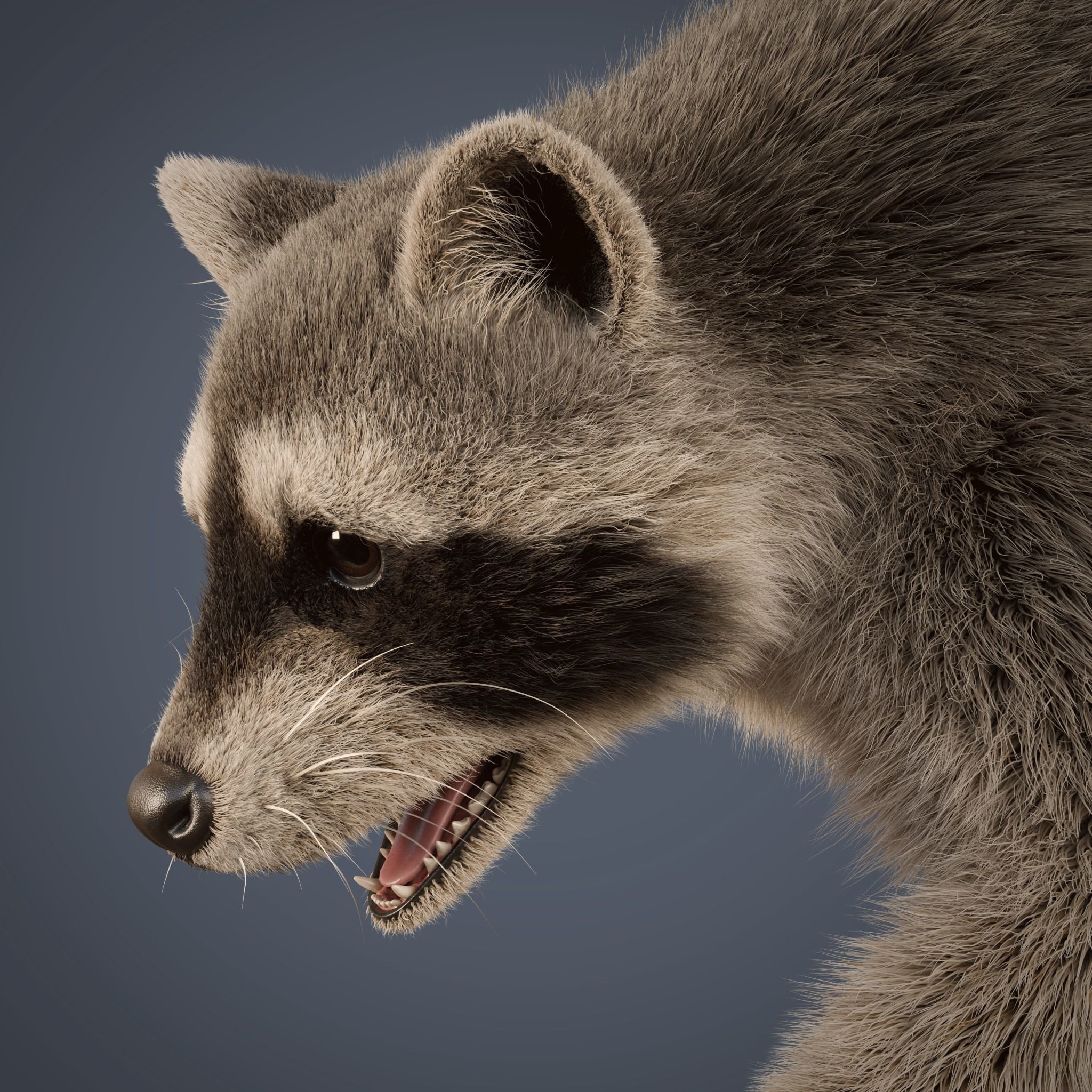 Raccoon Rigged Animated 3D model_15
