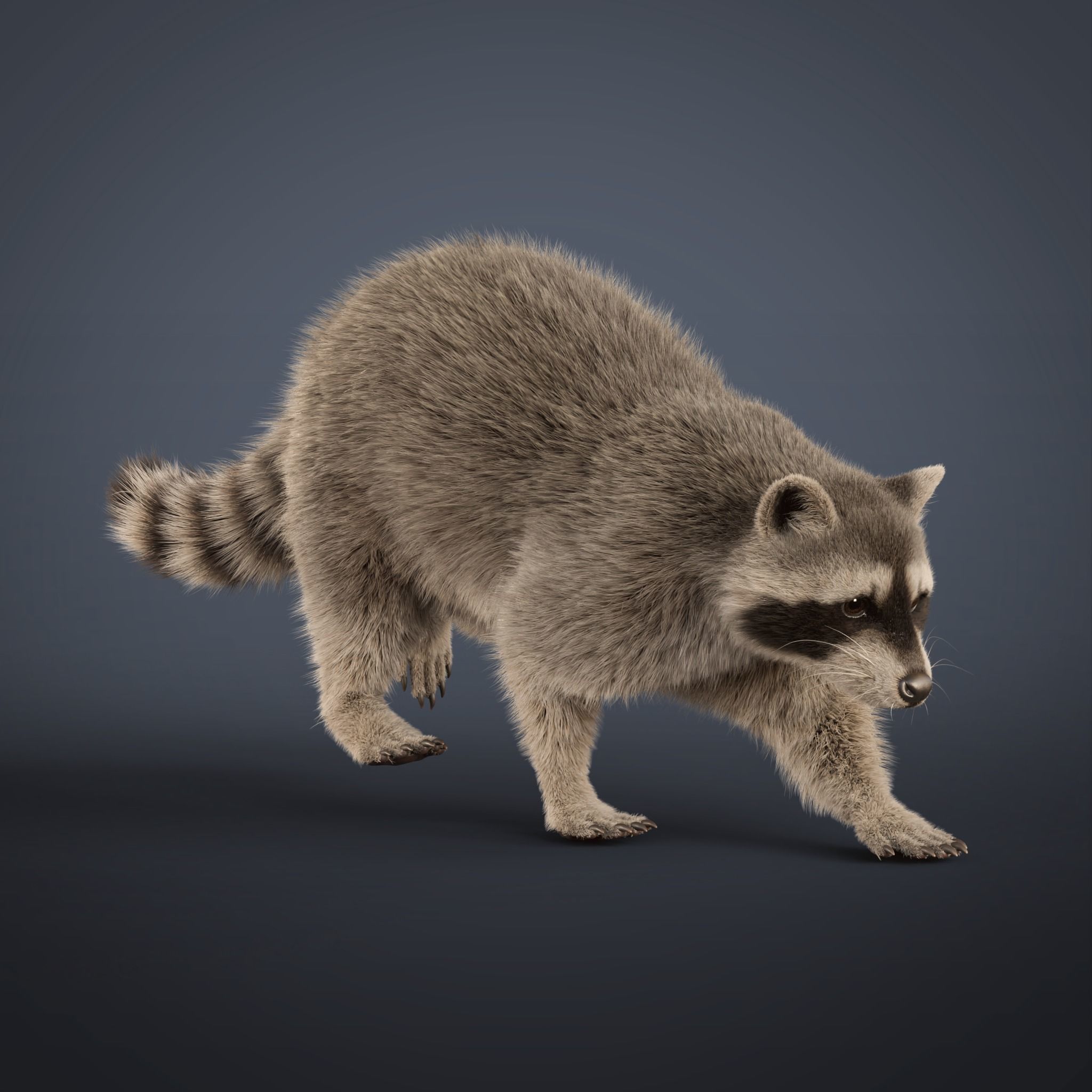 Raccoon Rigged Animated 3D model_9