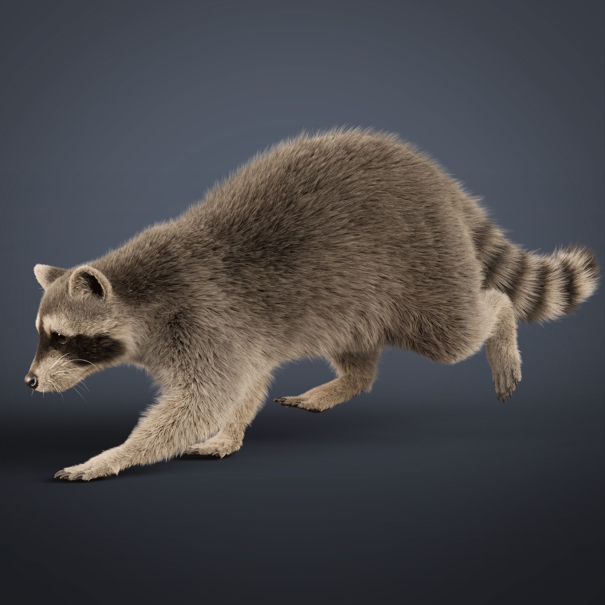 Raccoon Rigged Animated 3D model_10