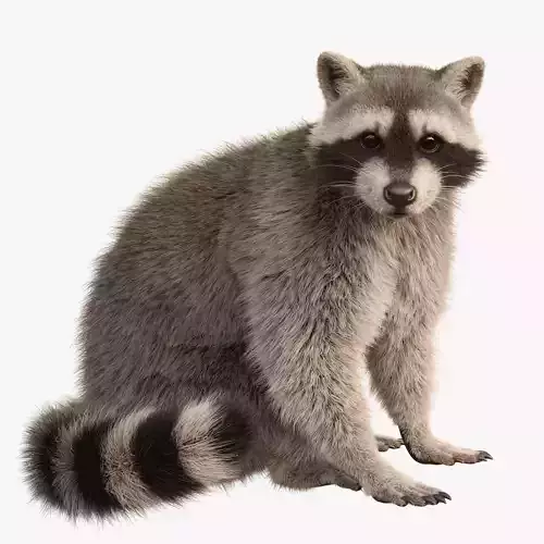 Raccoon Rigged Animated 3D model
