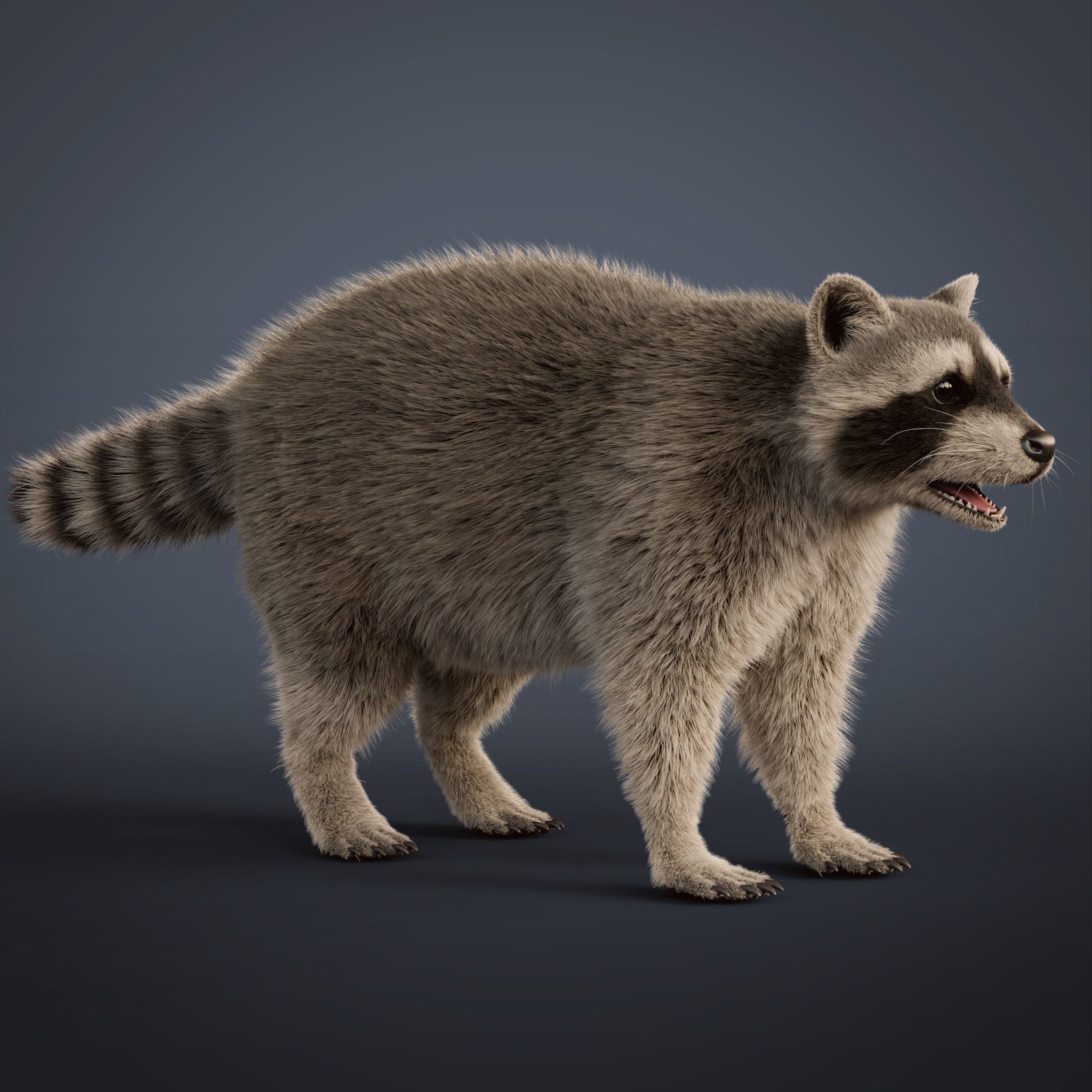 Raccoon Rigged Animated 3D model_16