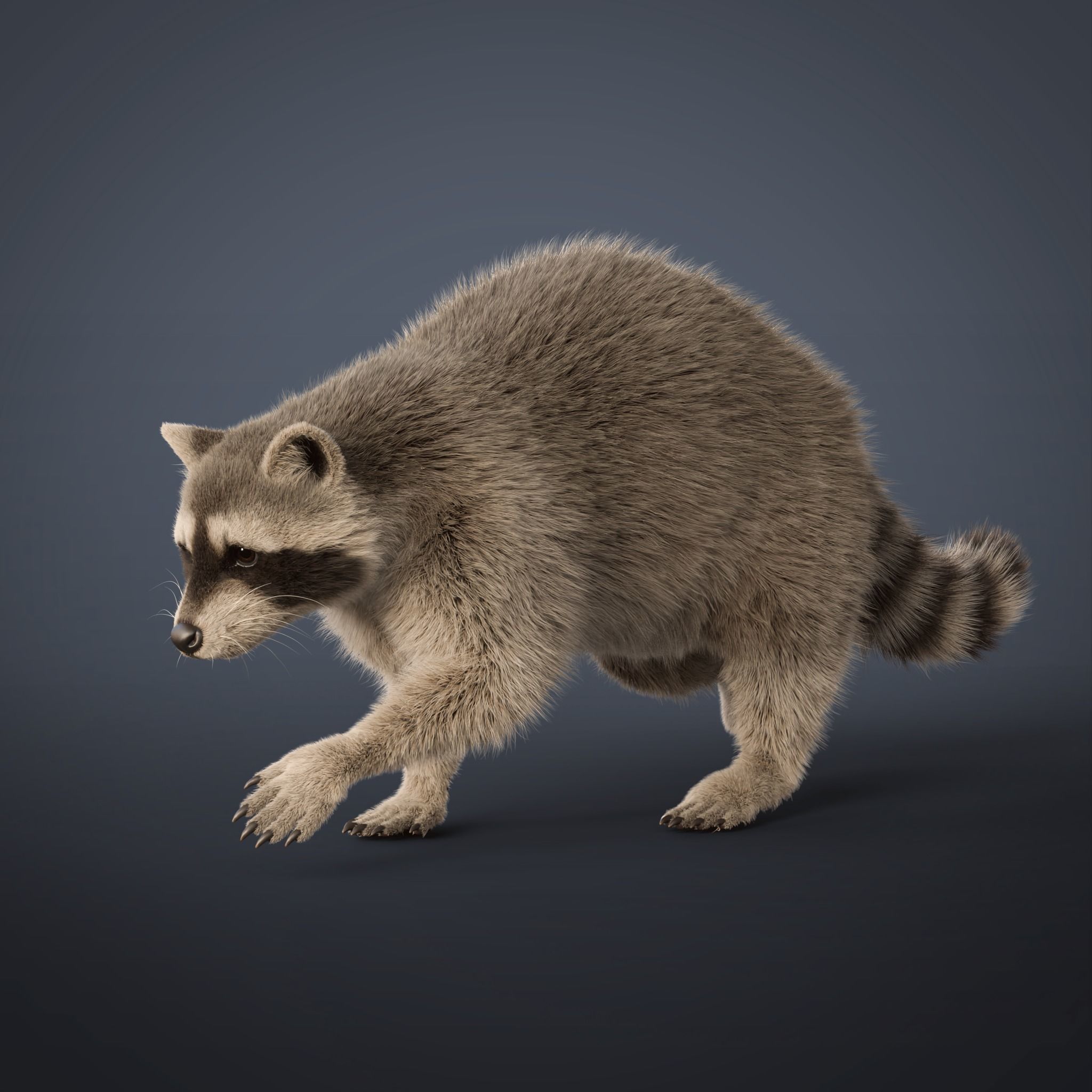 Raccoon Rigged Animated 3D model_8