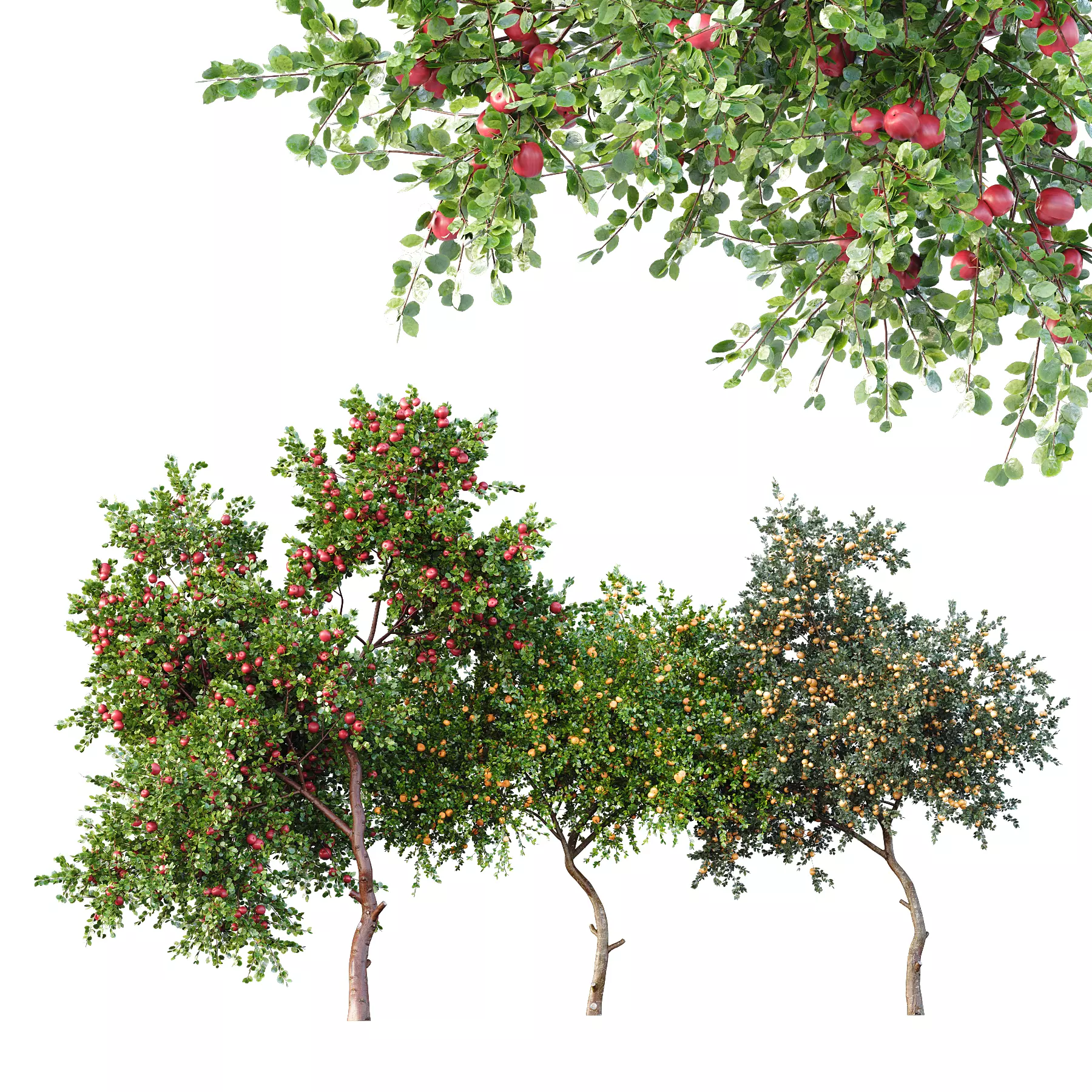 HQ Apple fruit Orange fruit Tangerine fruit tree 01 3D model