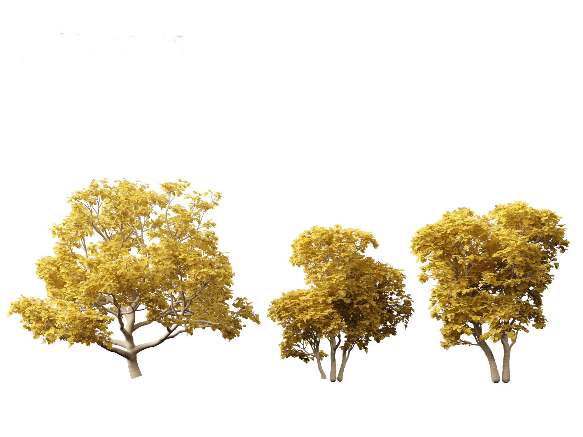 Ficus carica - Common fig 3D model_4