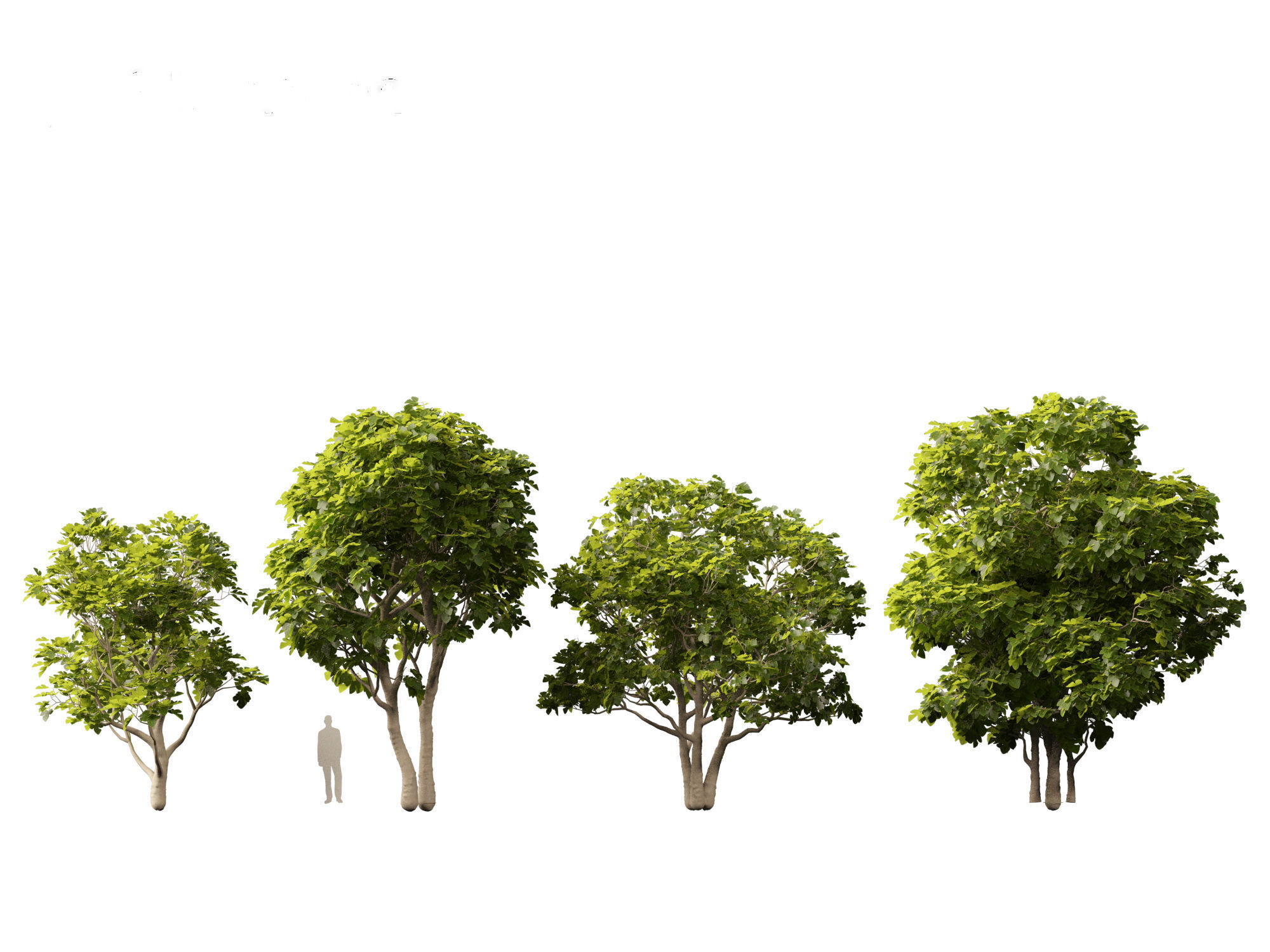 Ficus carica - Common fig 3D model_2