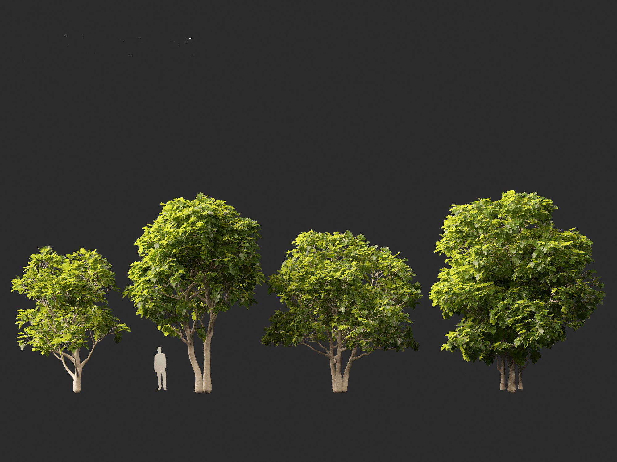 Ficus carica - Common fig 3D model_3