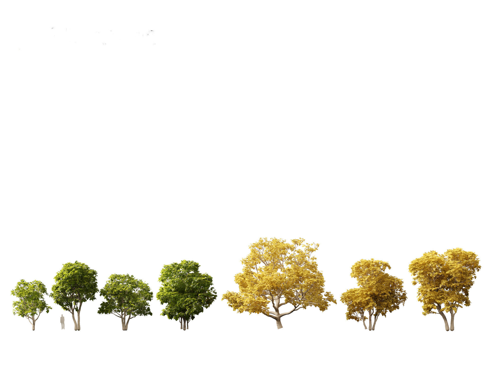 Ficus carica - Common fig 3D model_7