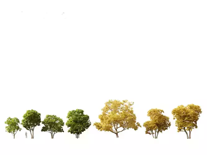 Ficus carica - Common fig 3D model