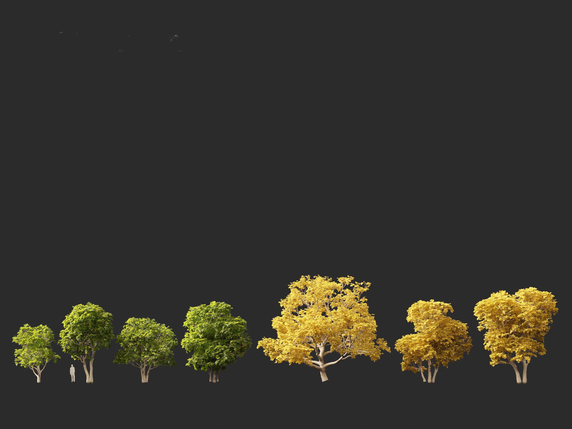 Ficus carica - Common fig 3D model_1