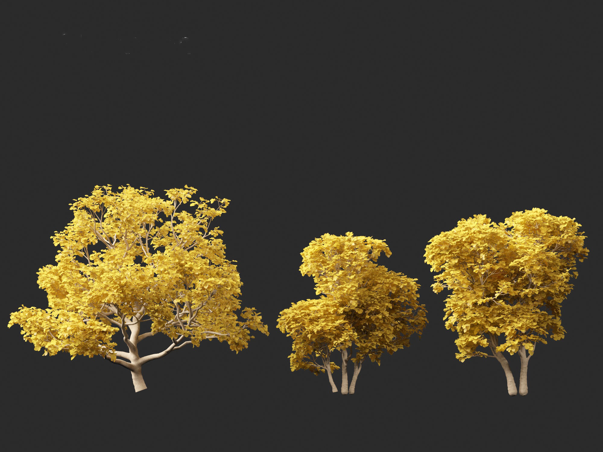 Ficus carica - Common fig 3D model_5