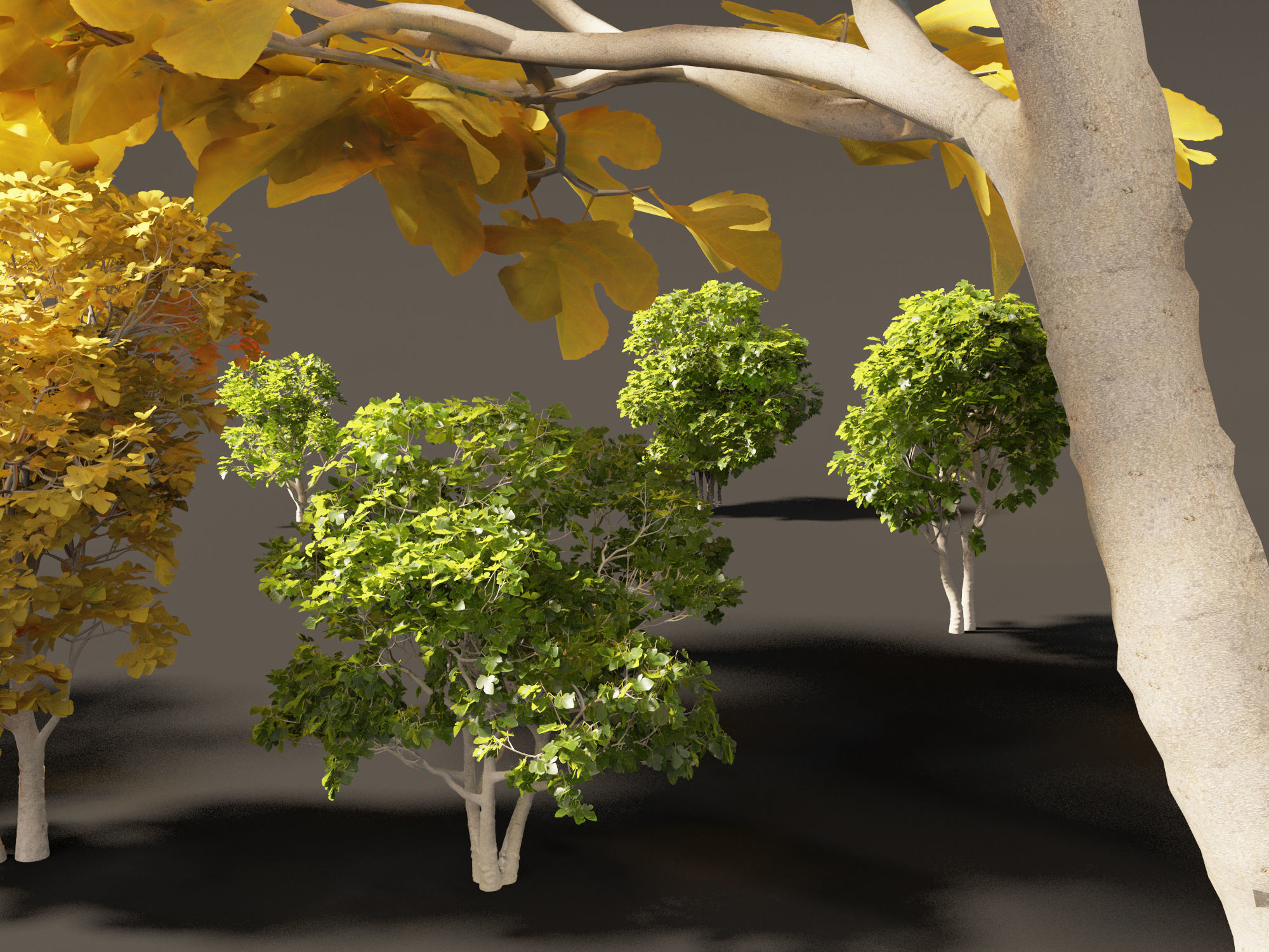 Ficus carica - Common fig 3D model_6