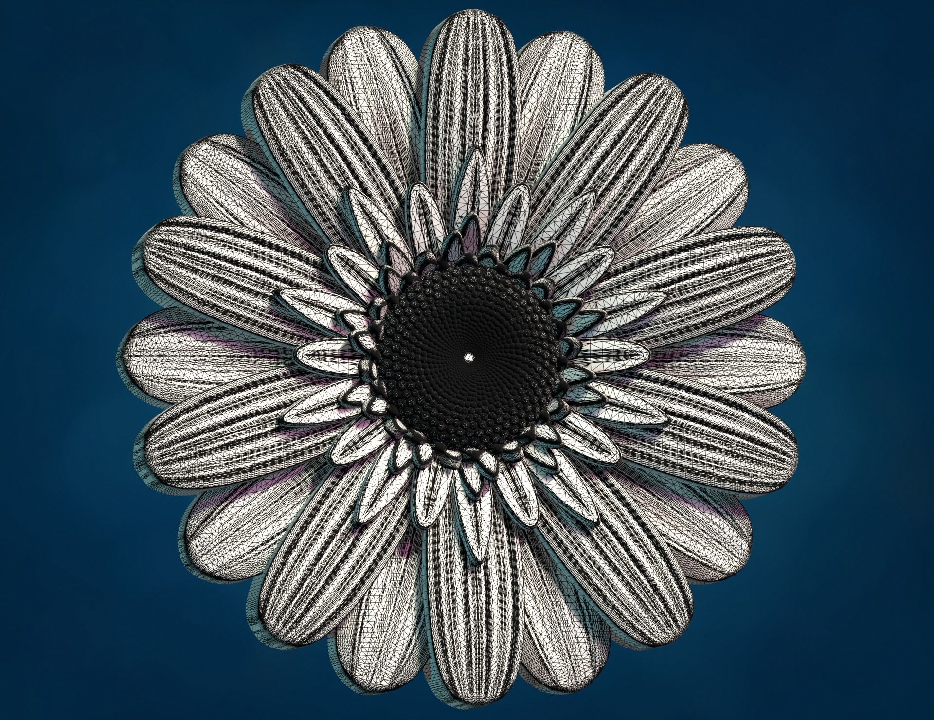 Daisy Gerbera Flower 3D print model_12