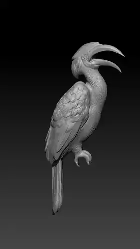 hornbill bird  3D print model