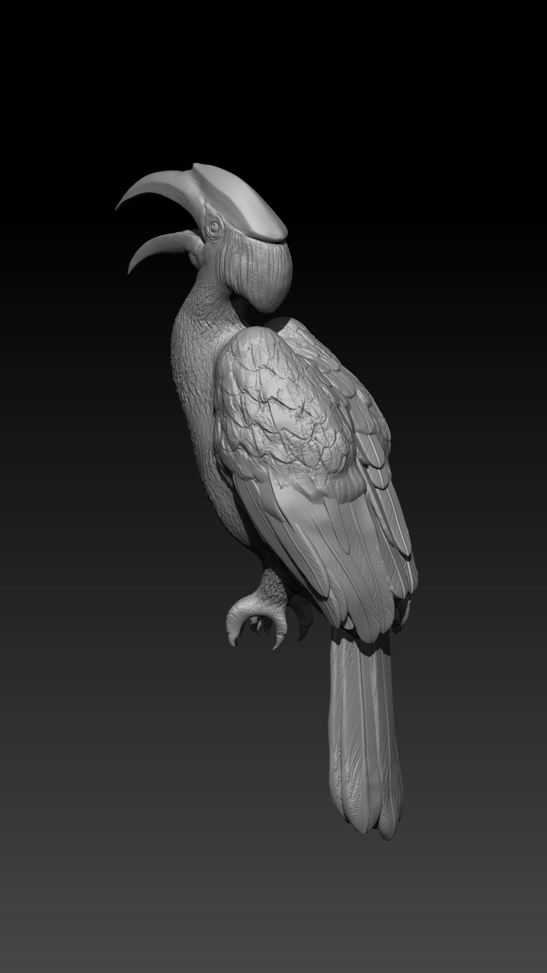 hornbill bird  3D print model_2