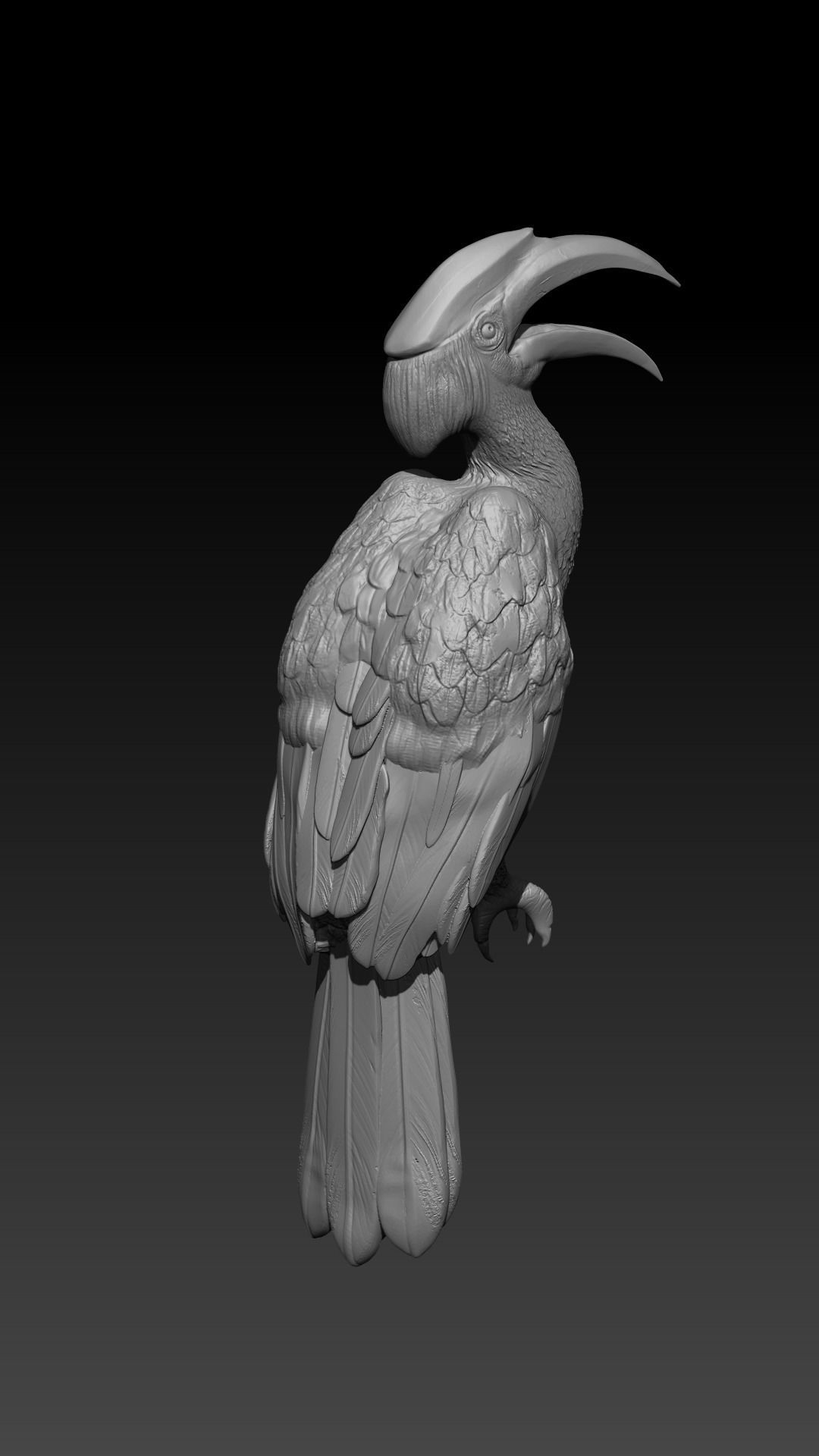 hornbill bird  3D print model_3