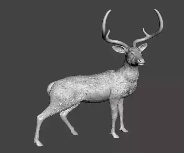 deer chinkara