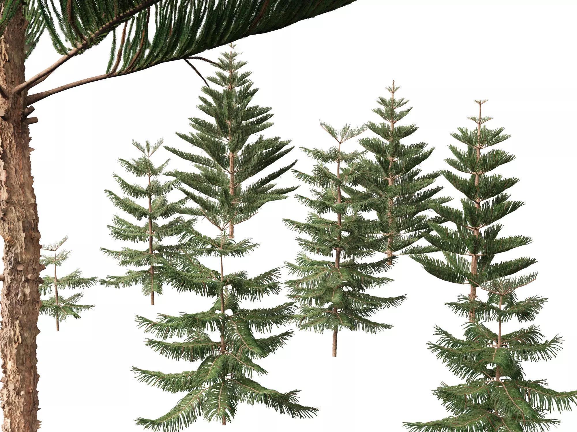 Araucaria heterophylla - Norfolk Island pine 01 3D model