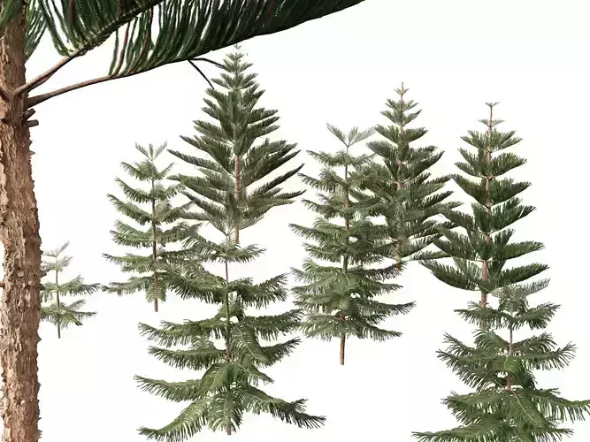 Araucaria heterophylla - Norfolk Island pine 01 3D model