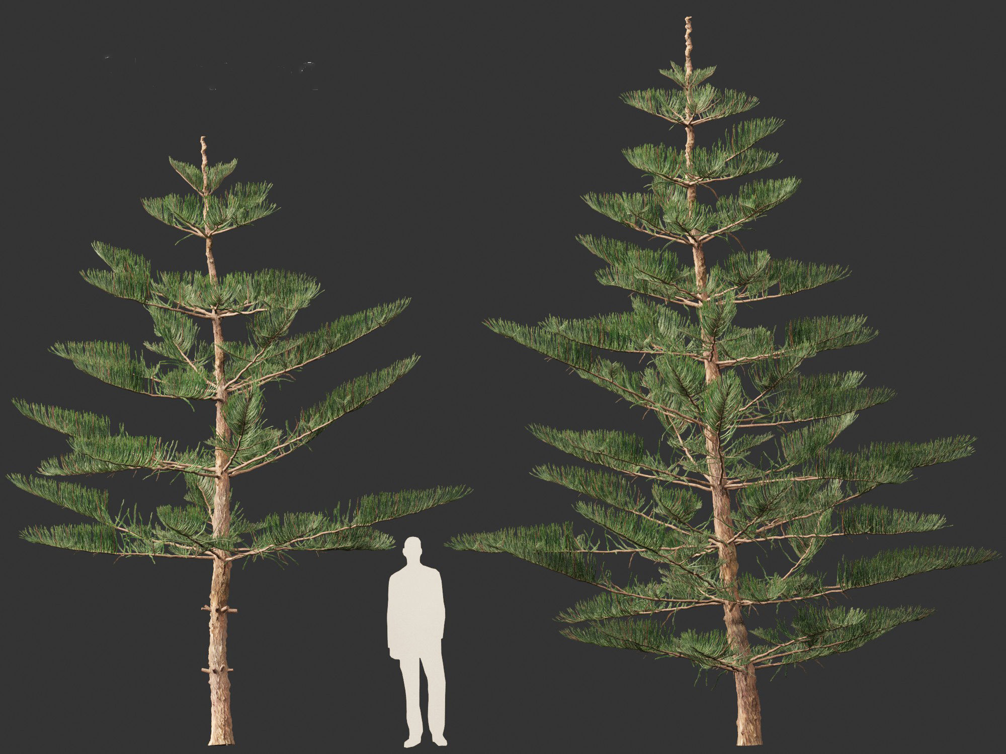 Araucaria heterophylla - Norfolk Island pine 02 3D model_8