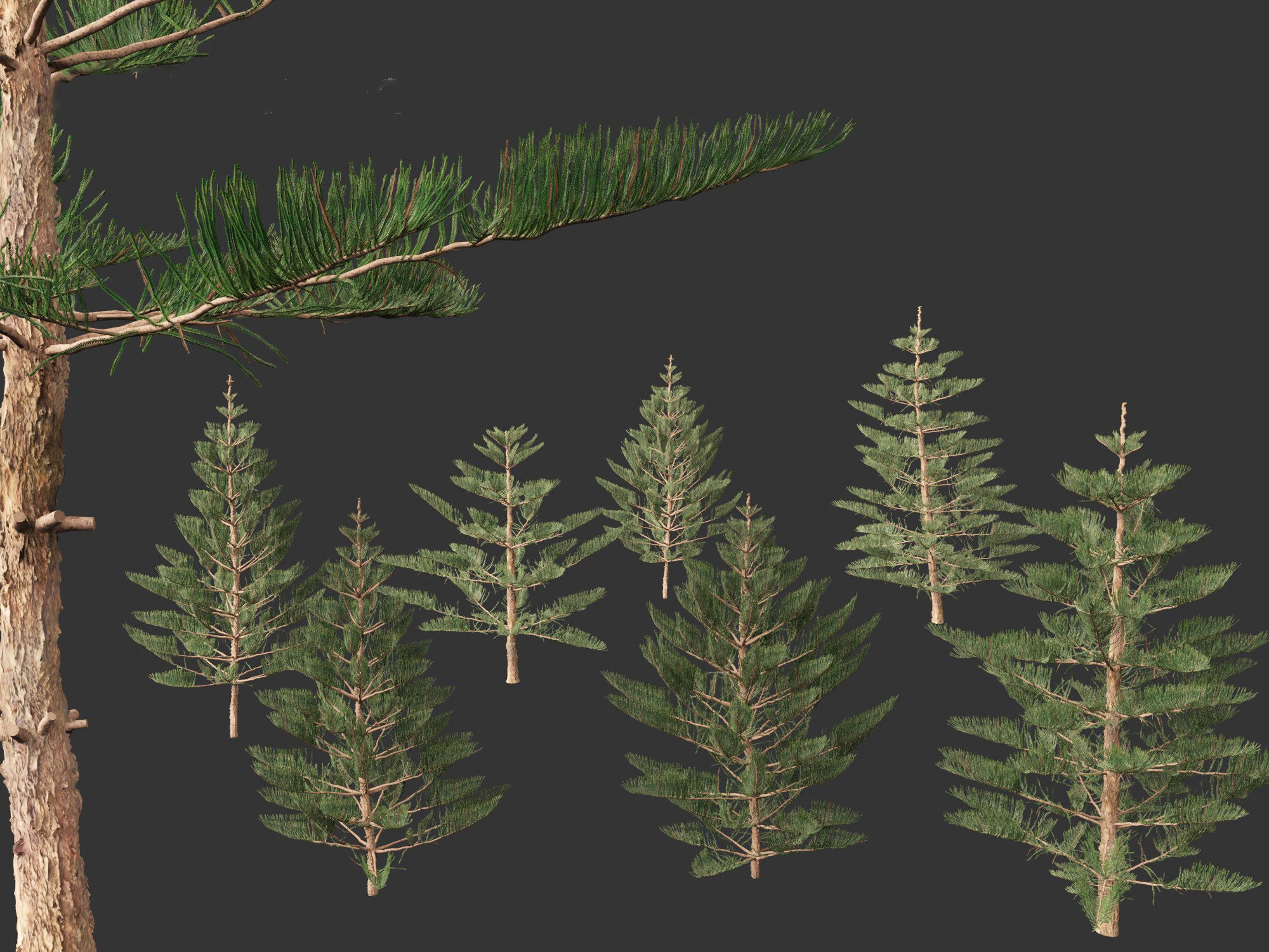 Araucaria heterophylla - Norfolk Island pine 02 3D model_1