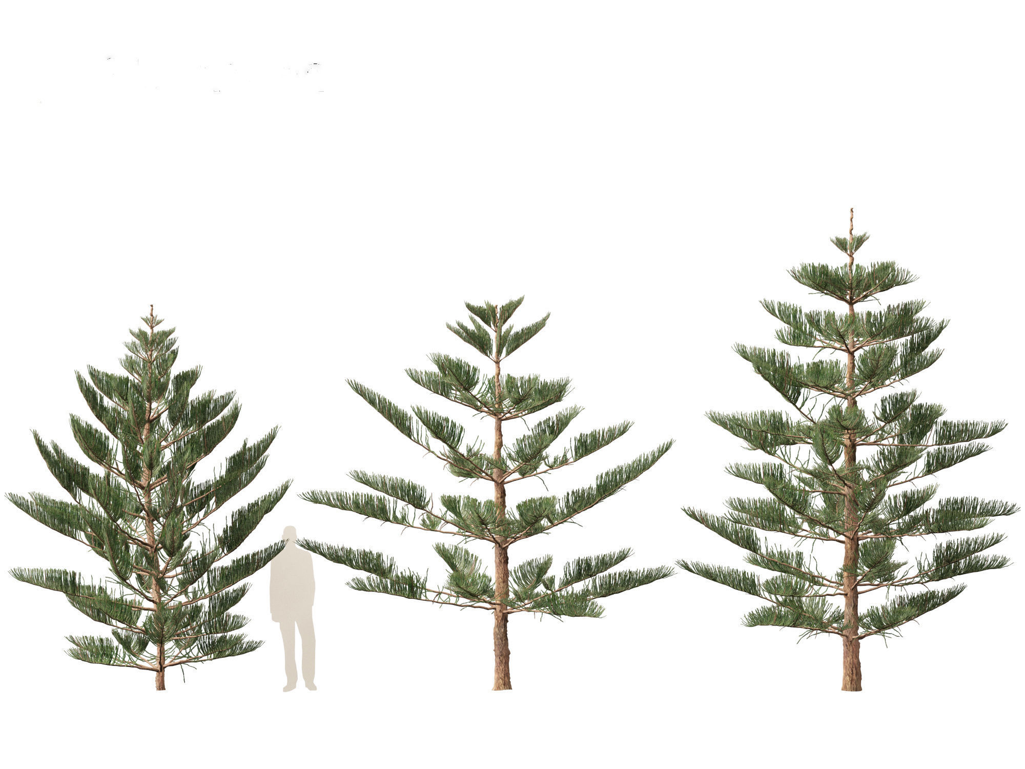Araucaria heterophylla - Norfolk Island pine 02 3D model_5