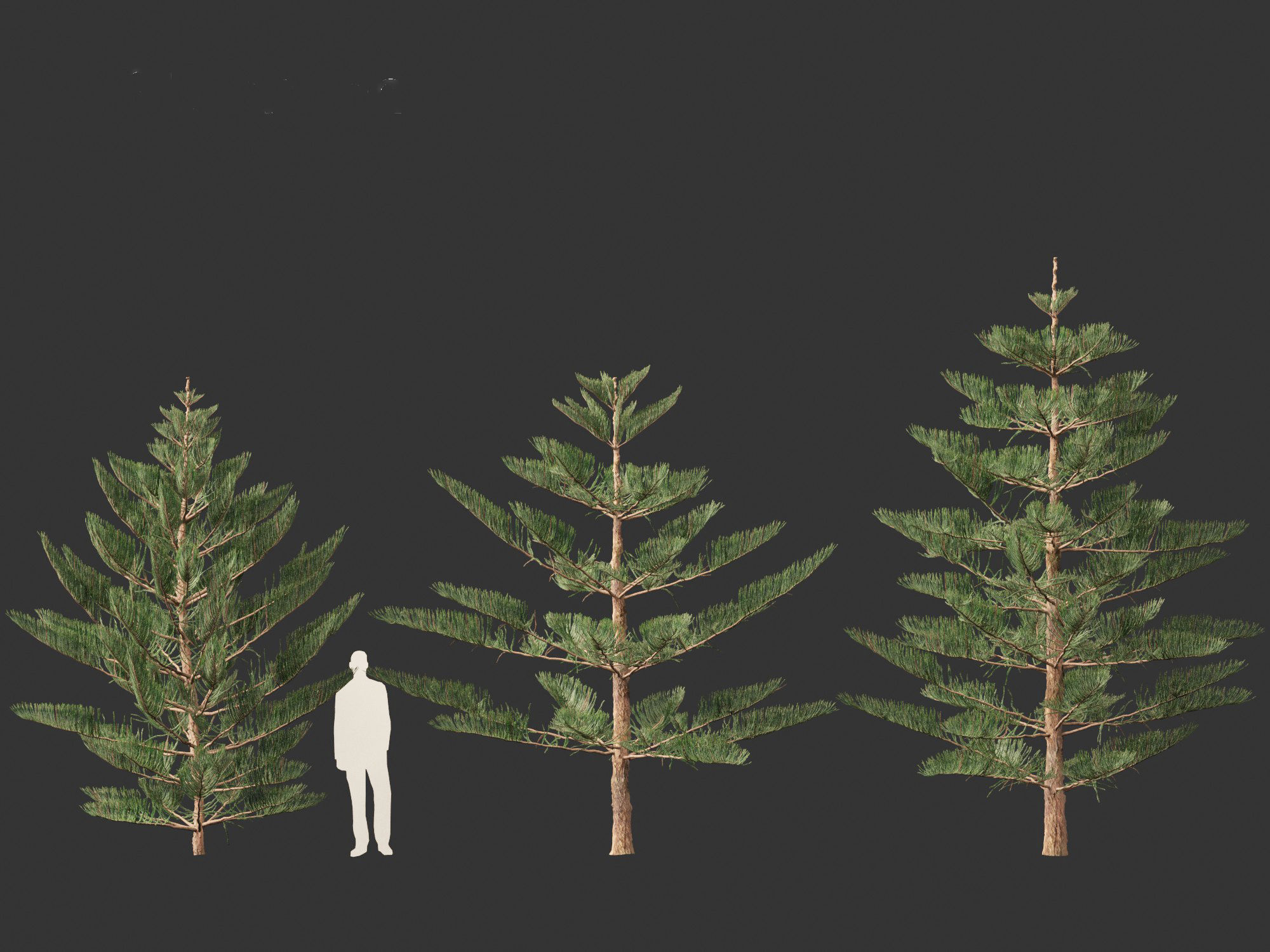 Araucaria heterophylla - Norfolk Island pine 02 3D model_9