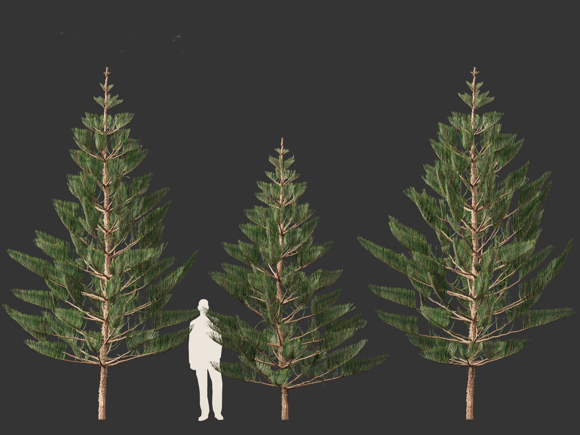 Araucaria heterophylla - Norfolk Island pine 02 3D model_6