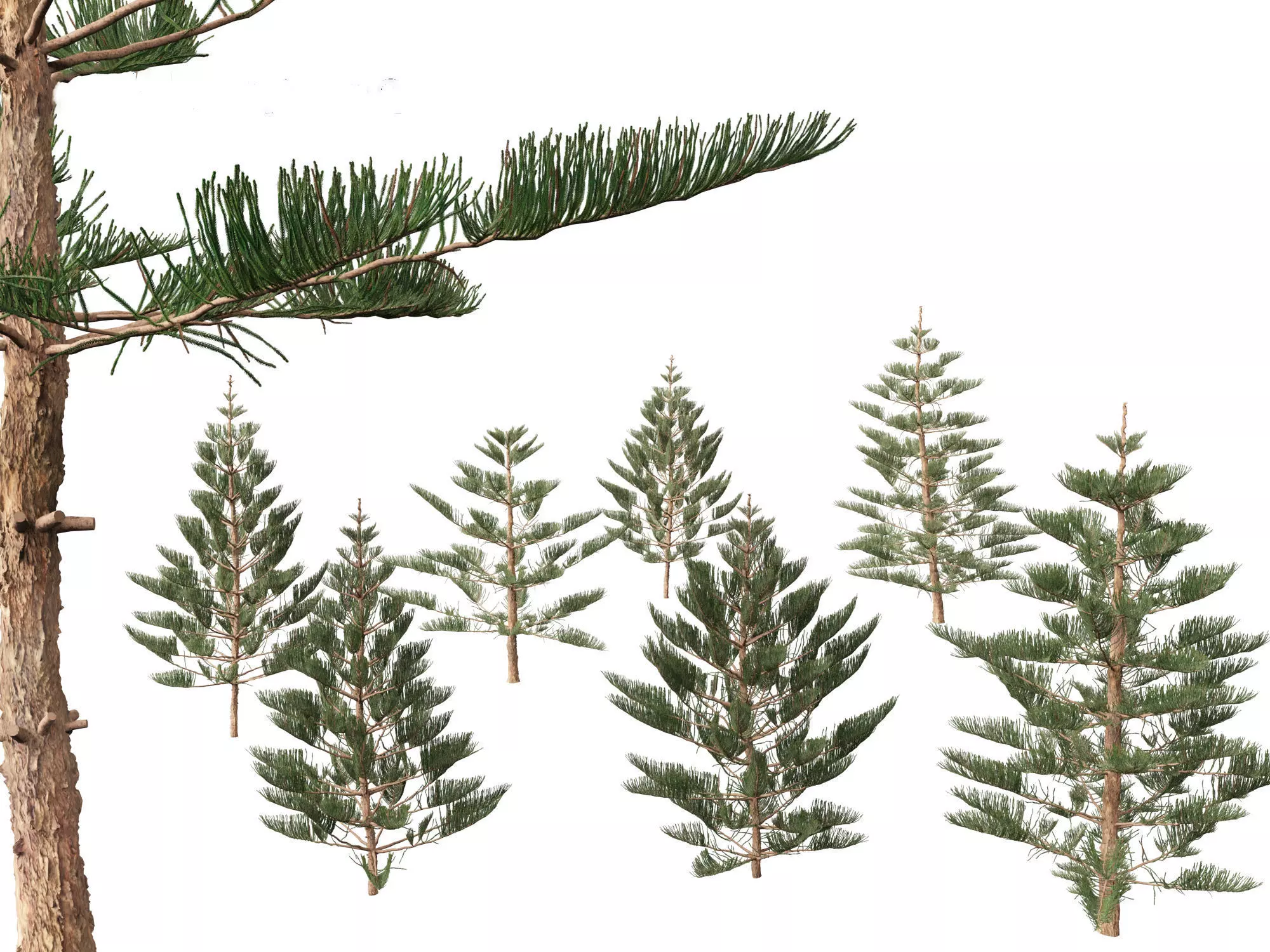 Araucaria heterophylla - Norfolk Island pine 02 3D model_0