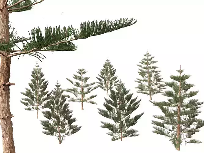 Araucaria heterophylla - Norfolk Island pine 02 3D model