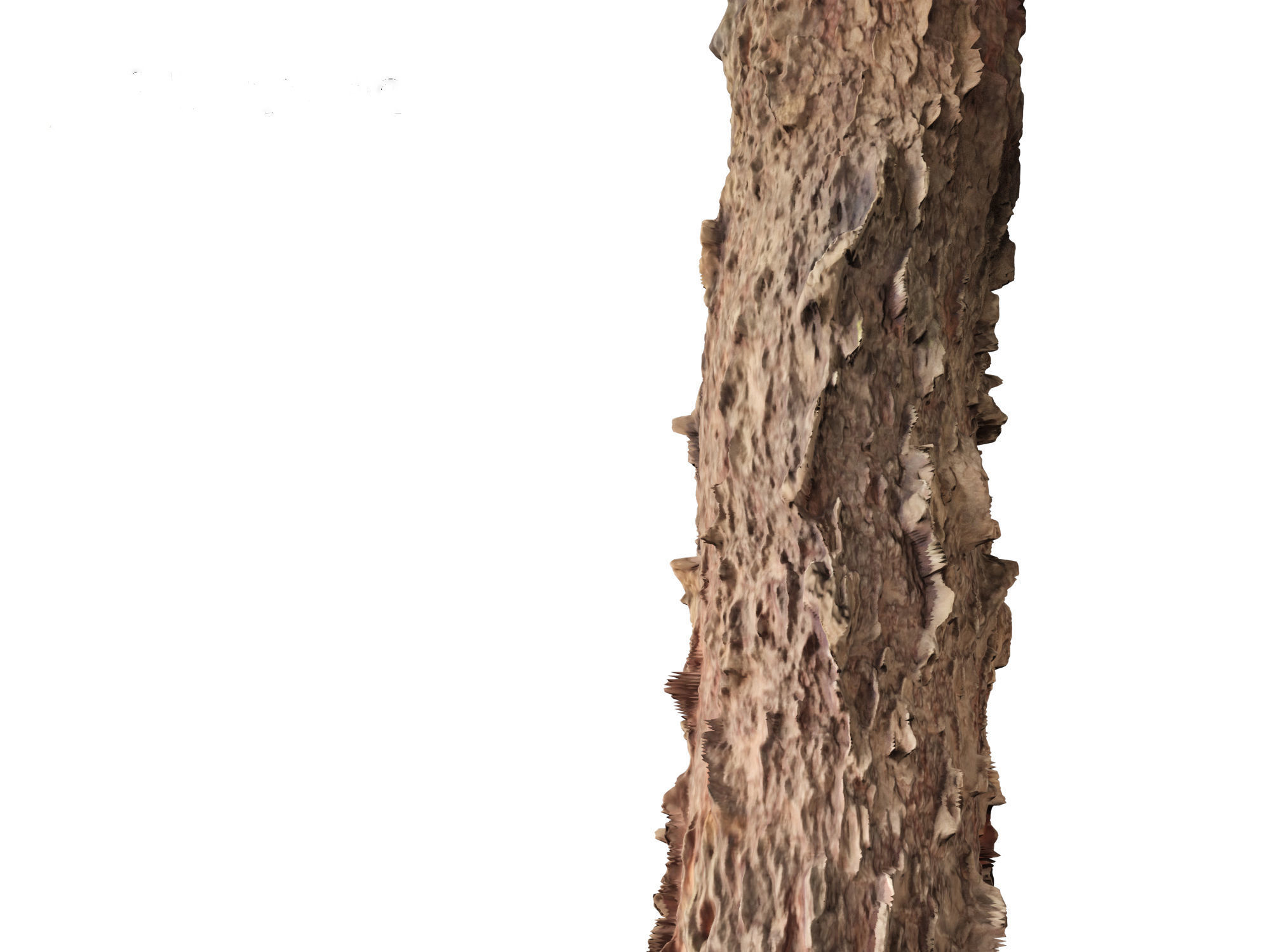 Araucaria heterophylla - Norfolk Island pine 02 3D model_2