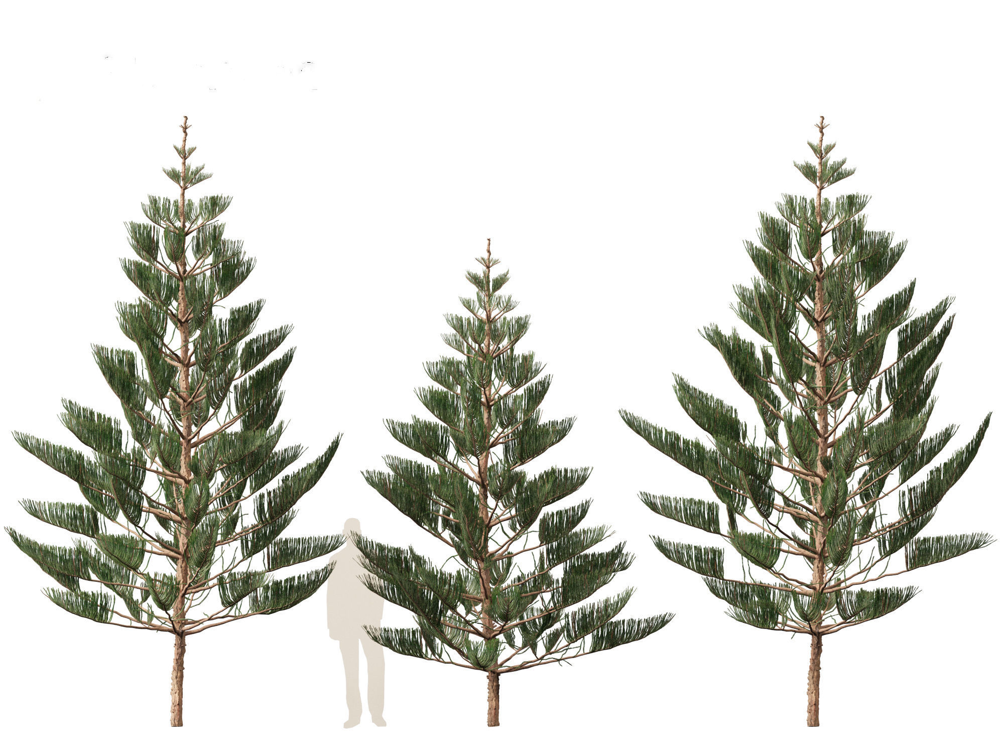 Araucaria heterophylla - Norfolk Island pine 02 3D model_7