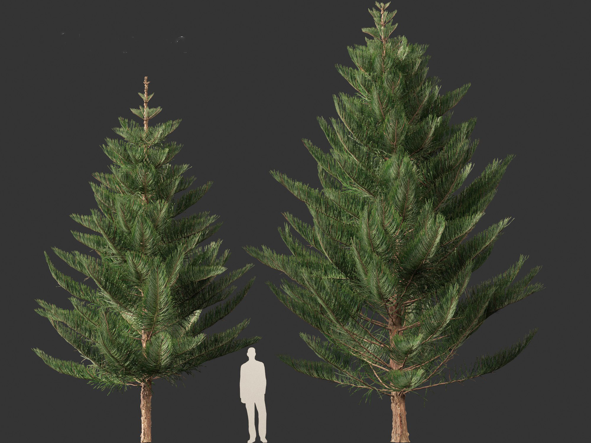 Araucaria heterophylla - Norfolk Island pine 03 3D model_3
