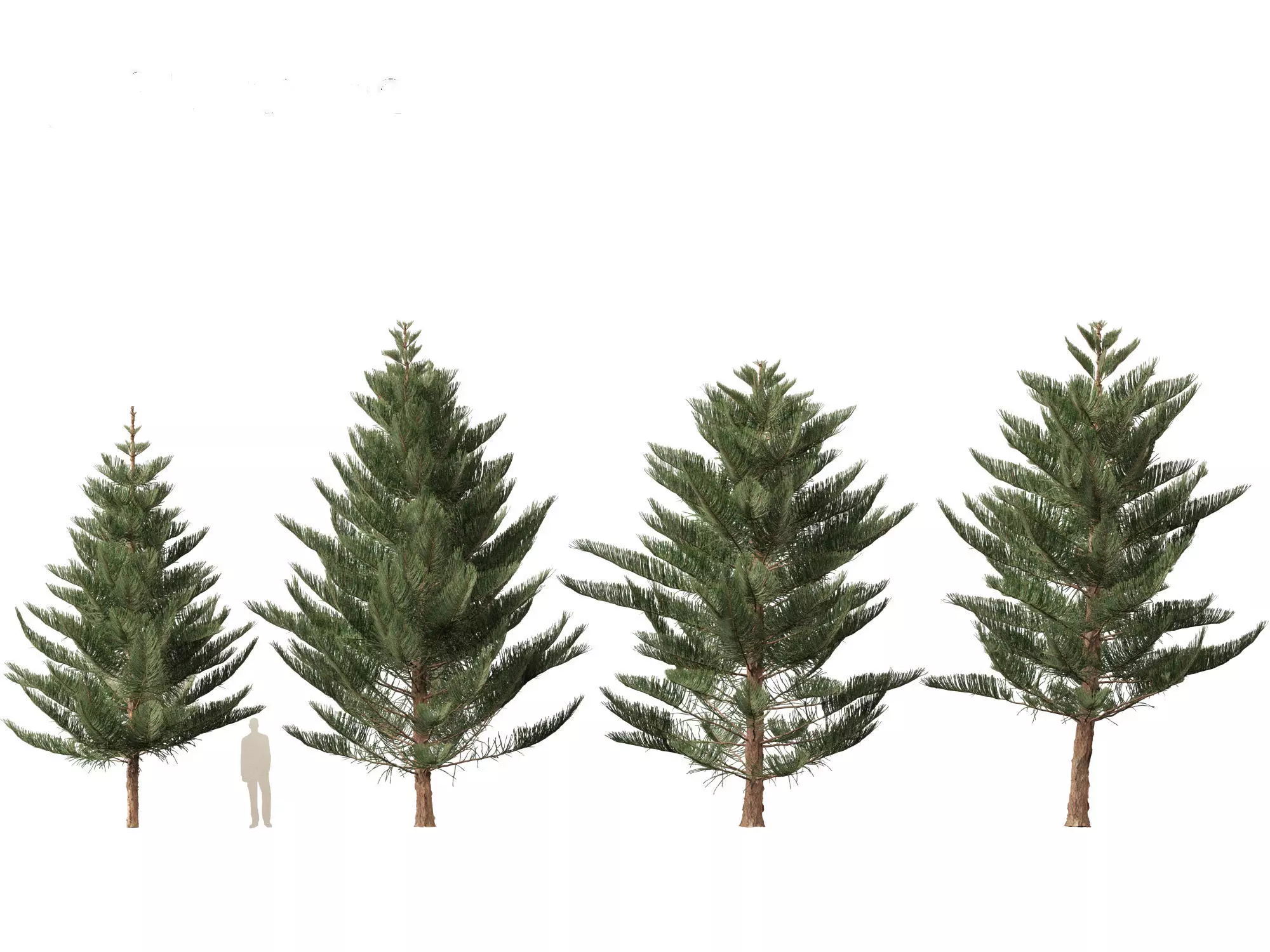 Araucaria heterophylla - Norfolk Island pine 03 3D model_0