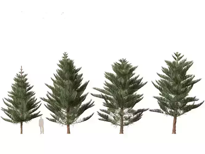 Araucaria heterophylla - Norfolk Island pine 03 3D model